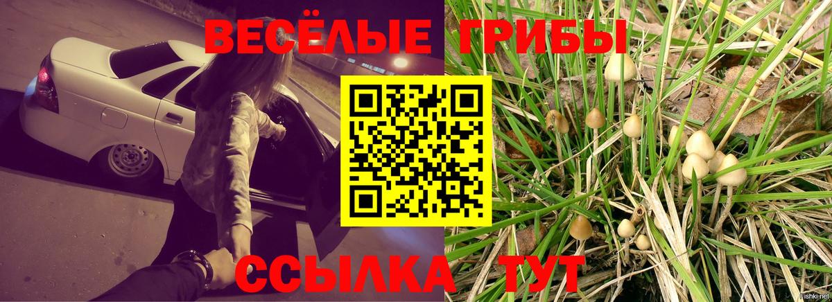 Галлюциногенные грибы Psilocybine cubensis Северск